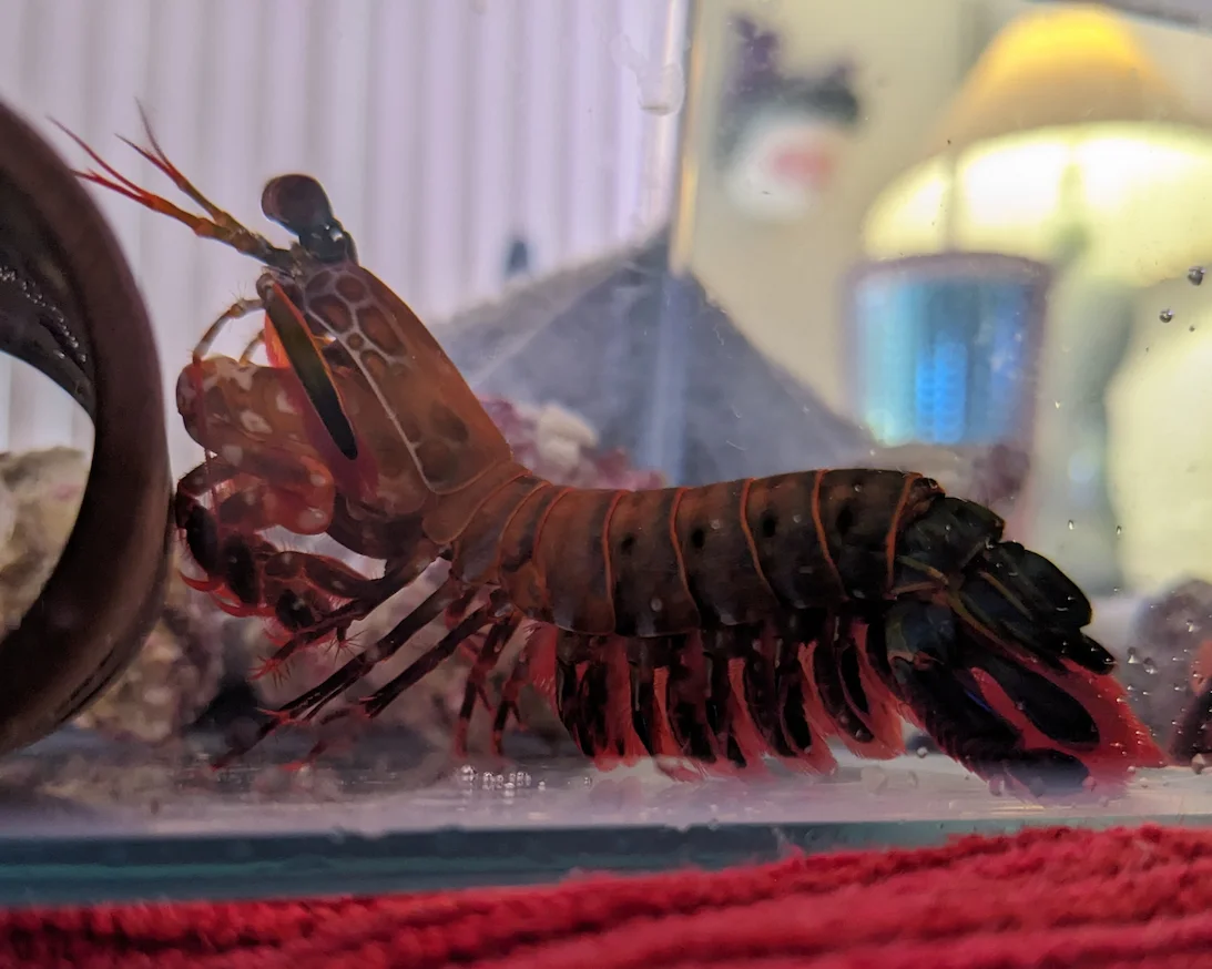 lmaculata
