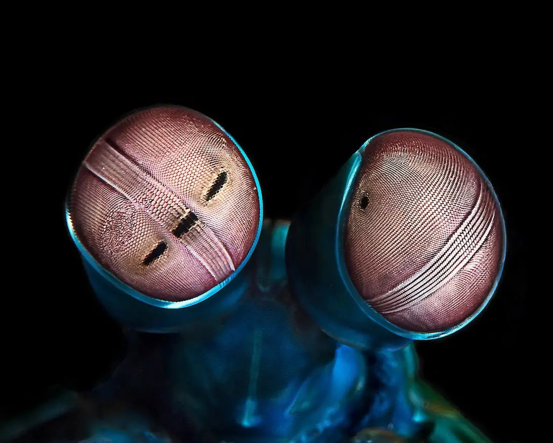 oscyllarus_vision_1