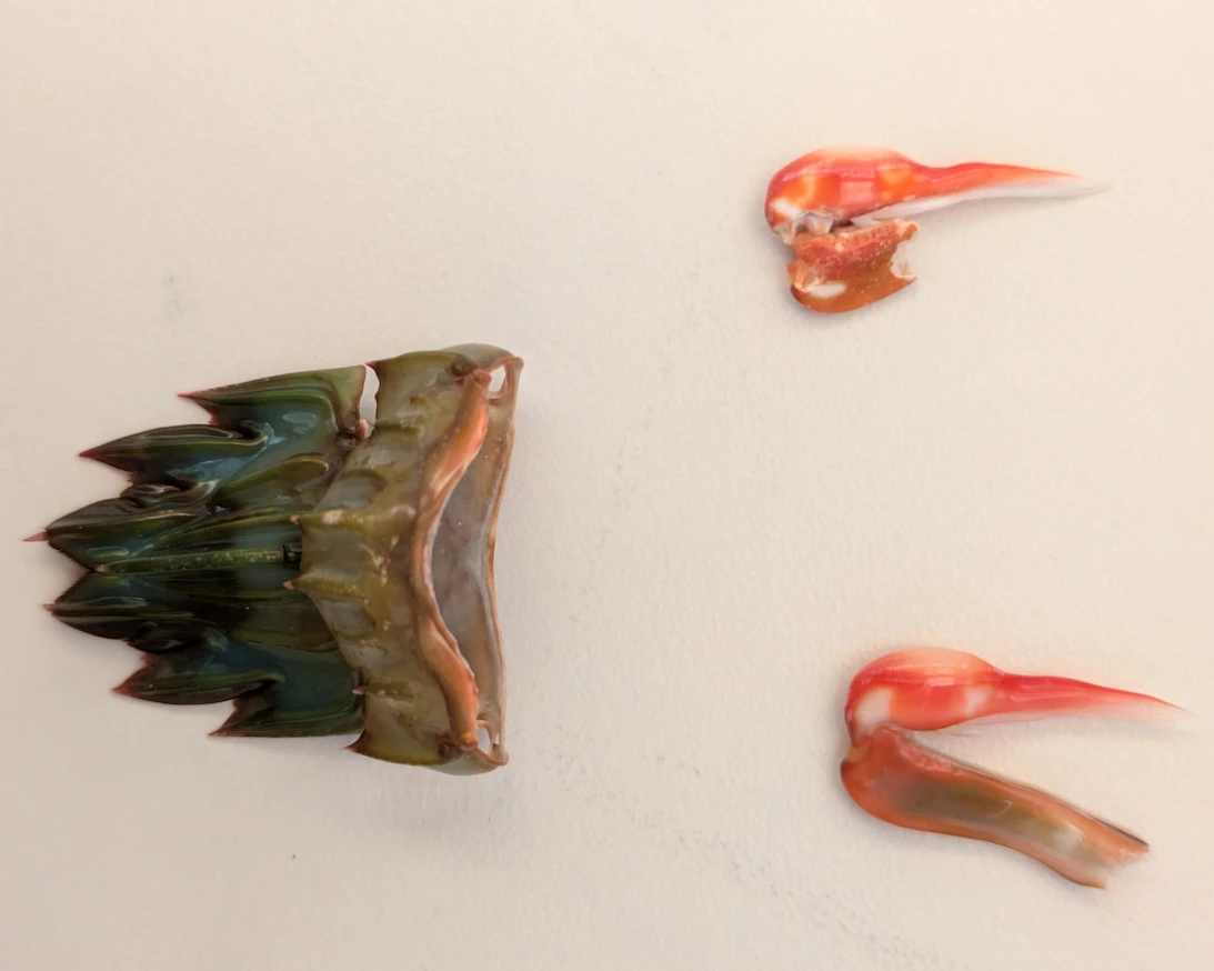 predatorymorphology